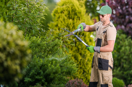 Understanding the Different Types of Tree Services Available