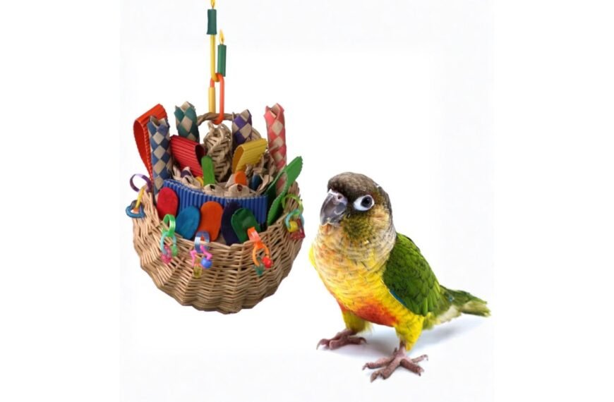 Super Bird Creations Toys: Smart Play That Keeps Parrots Busy All Day