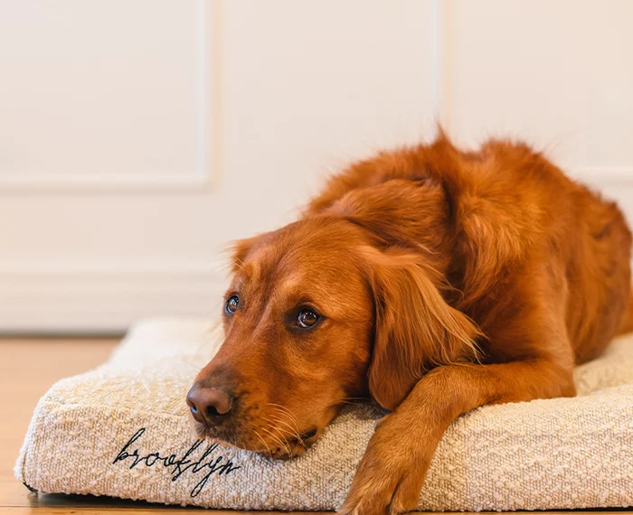 Creating a Calmer Home: How Better Sleep Supports Happy Dogs