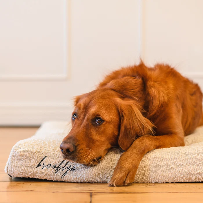 Creating a Calmer Home: How Better Sleep Supports Happy Dogs