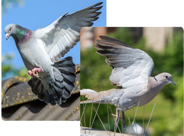 Smart Ways to Protect Your Property From Bird-Related Pest Problems