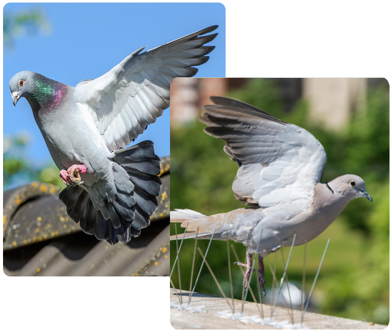Smart Ways to Protect Your Property From Bird-Related Pest Problems